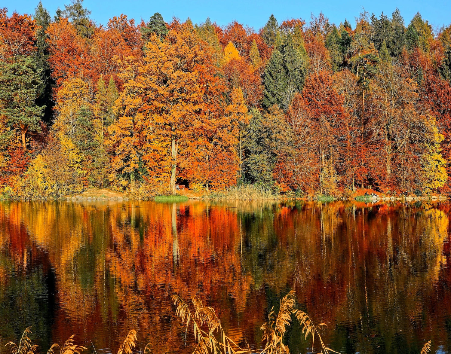 metal print of a lake with trees during fall with leaves changing colors