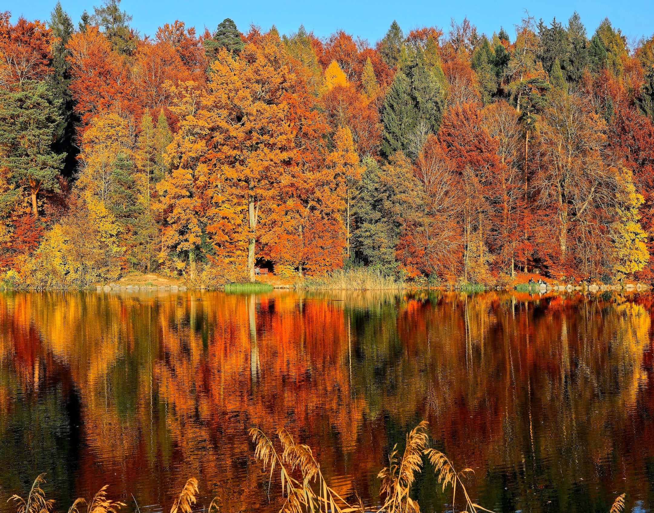 metal print of a lake with trees during fall with leaves changing colors